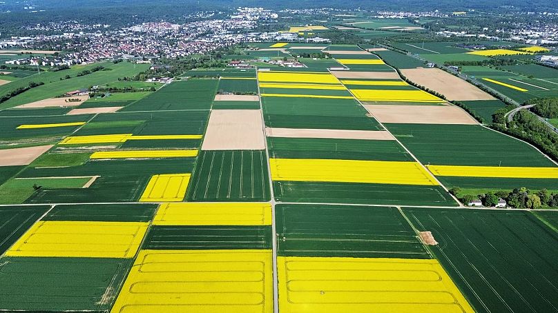 Gräser sind die Gewinner des Klimawandels, sie überstehen höhere Temperaturen besonders gut.
