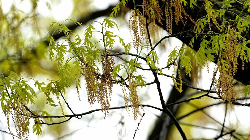 Ob Hasel, Erle, Birke.. Pollenallergie wird durch verschiedenste Pflanzen und Gräser ausgelöst.