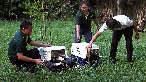 An Oriental Pied Hornbill is released into the wild on Wednesday, 10 July 2013 in Pulau Ubin, an offshore island from Singapore.