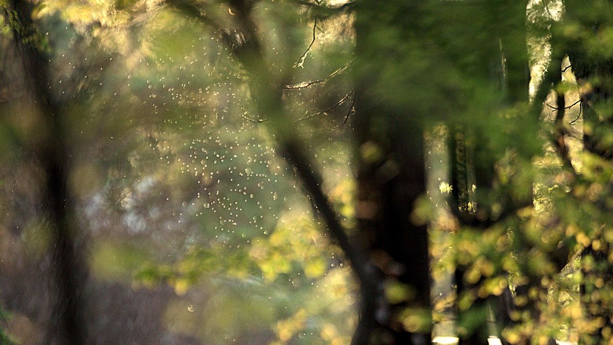 Dos und Dont's bei Heuschnupfen: Das sagen Allergologen