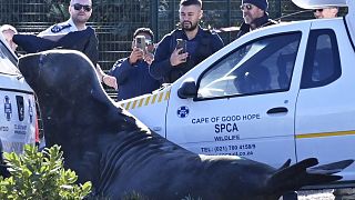 South African town wakes up to elephant seal hobbling down its streets