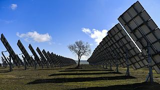 A tree is surrounded by solar panels in Los Arcos, Navarra Province, northern Spain, on Feb. 24, 2023.