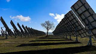 A tree is surrounded by solar panels in Los Arcos, Navarra Province, northern Spain.