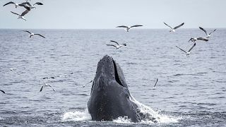 A humpback whale feeds on a school of fish.