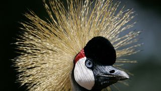 The Pride of Africa: Efforts underway to protect Africa's endangered grey crowned crane