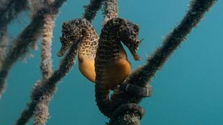The illicit seahorse trade is on the rise, according to new research.
