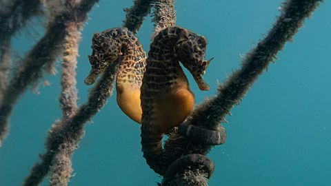 The illicit seahorse trade is on the rise, according to new research.