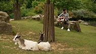 Musician singing and playing guitar for goats 