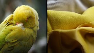 Chemically polluted rivers are so last season. These UK scientists are creating dyes from nature.