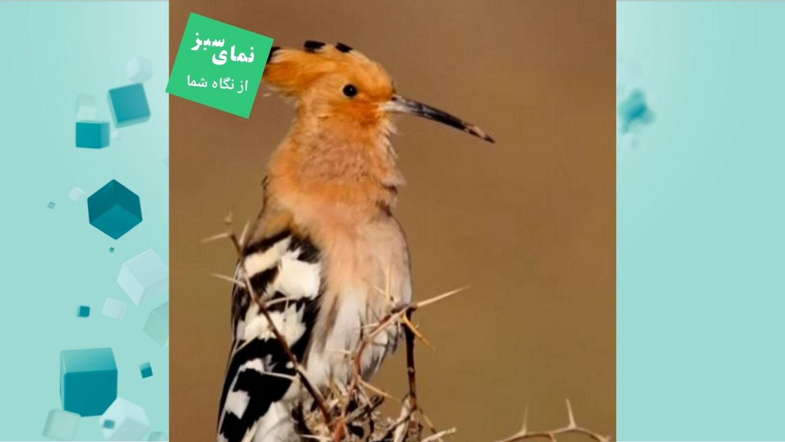 هدهد ایران 