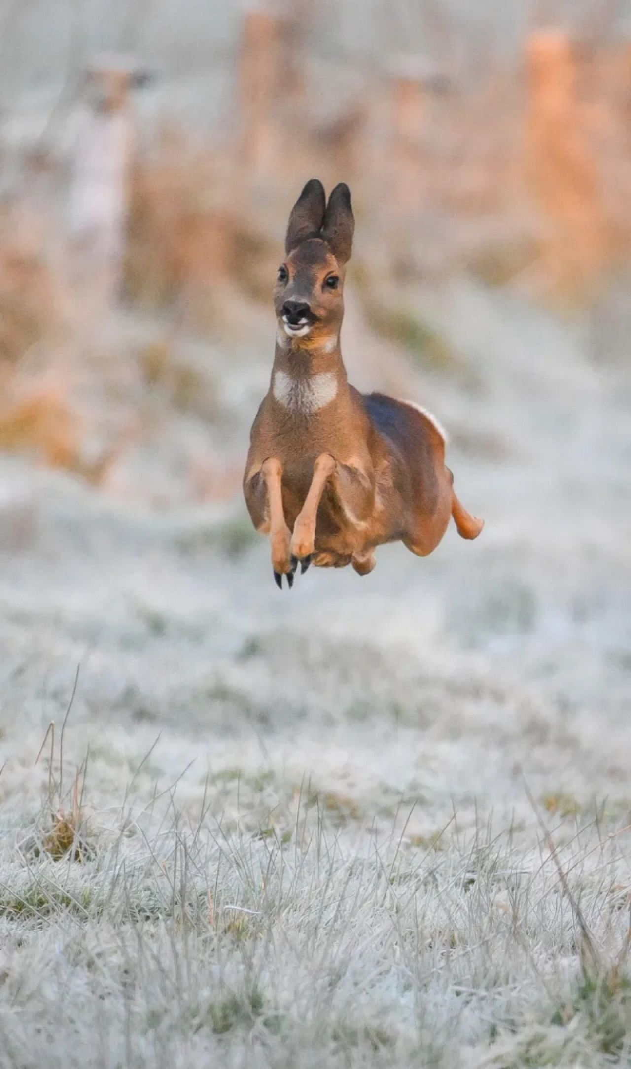 "Cerf joyeux"