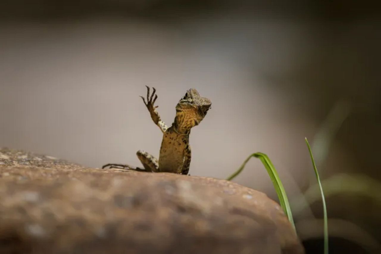 “Waving Dragon”