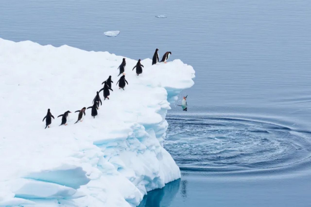 “Queueing for the polar plunge”