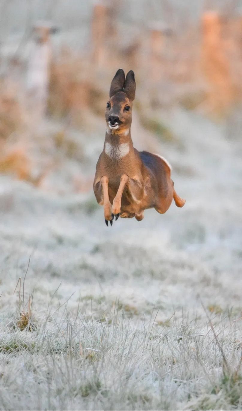 "Happy Deer"
