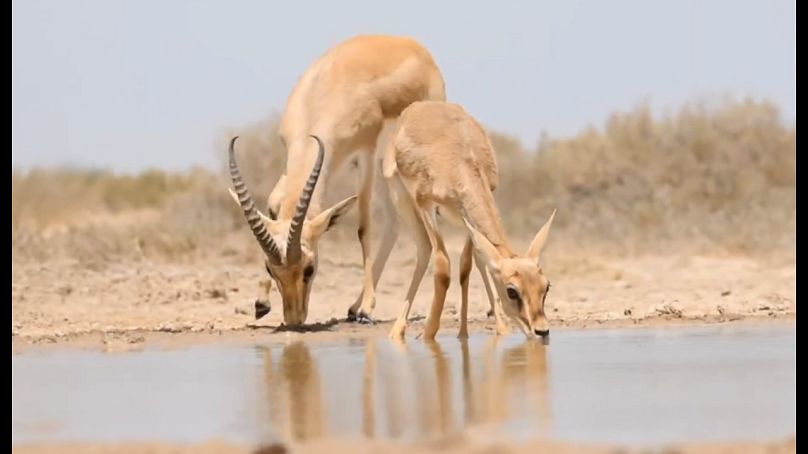 آهوان 