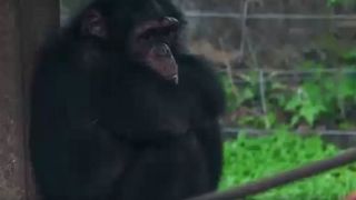 Sierra Leone : un sanctuaire de chimpanzés ferme ses portes au public