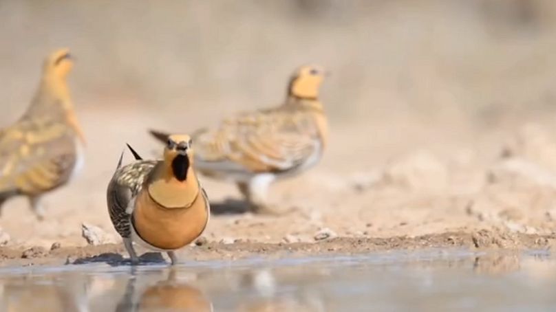 نمای سبز 