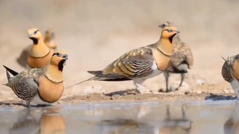 نمای سبز 