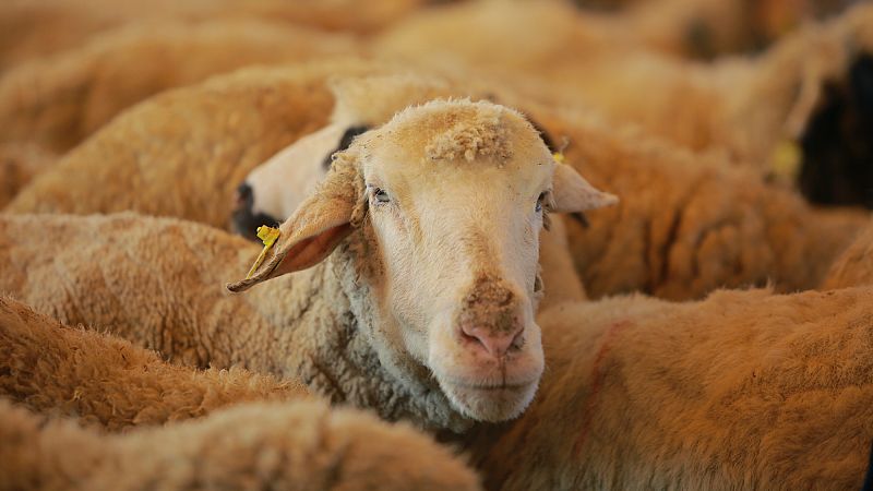 جبل مور التركي يعود إلى الحياة: رعاة وأغنام وطقوس تقليدية في حضن الطبيعة 