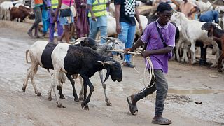Nigerians struggle to afford rams for Eid celebrations as inflation soars