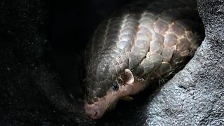 FILE PHOTO - A Chinese pangolin is seen at its enclosure at the zoo in Prague, Czech Republic, Thursday, May 19, 2022.