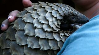 Un documentaire Netflix interpelle sur le sort du pangolin