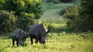 Two de-horned rhinos graze in South Africa's Pilanesberg National Park, 25 February 2025. 
