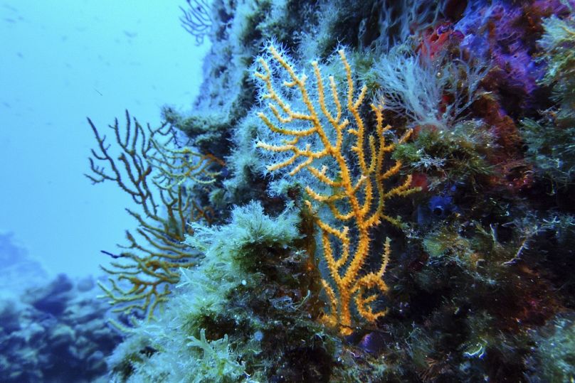 Coral is visible in the protected area of France's Porquerolles National Park ahead of the U.N. Ocean Conference on Friday, June 6, 2025. (AP Photo/Annika Hammerschlag)