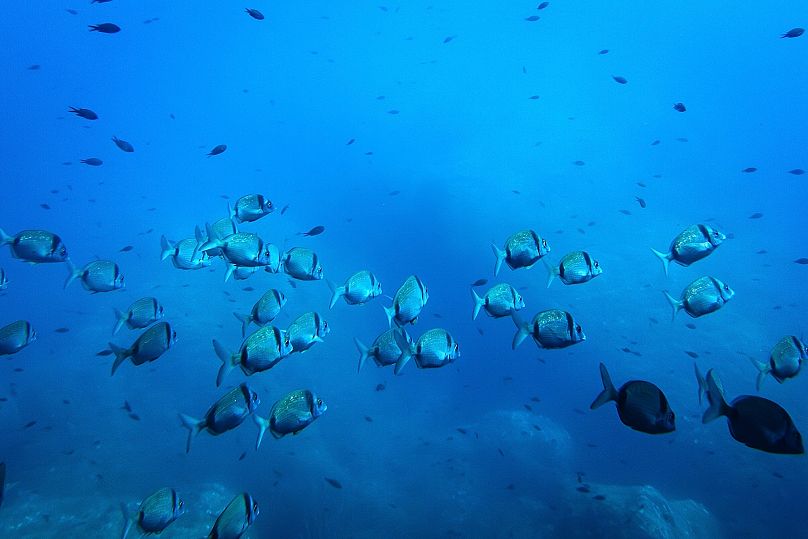 Une dorade à deux bandes nage dans la zone protégée du parc national de Porquerolles, en France, avant la conférence des Nations unies sur les océans, le vendredi 6 juin 2025