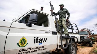 Le Zimbabwe va abattre 50 éléphants