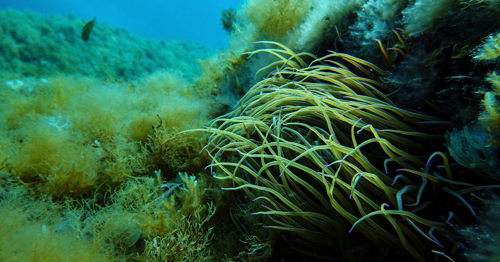 World leaders urged to do more to protect the ocean