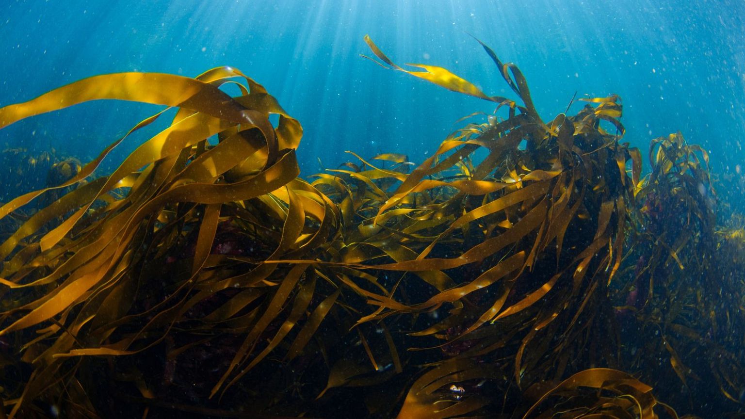 Conservation NGOs welcome UK government plan to ban bottom trawling in new areas.