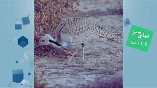 نمای سبز هوبره کویر 