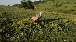 The Great Bulgarian Vulture Return: Europe turns over a new leaf after centuries of bird persecution