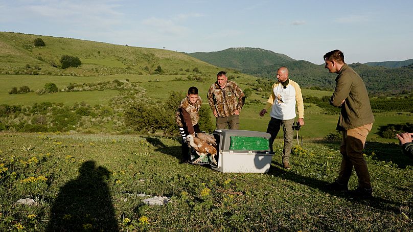 Εκατοντάδες γύπες έχουν απελευθερωθεί στη Βουλγαρία τις τελευταίες δεκαετίες