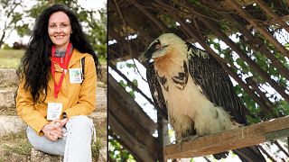 “It’s like a miracle”: the emotional reintroduction of the Bearded Vulture in Bulgaria