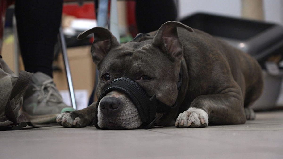 A Berlin, une banque alimentaire pour les propriétaires d'animaux les plus démunis