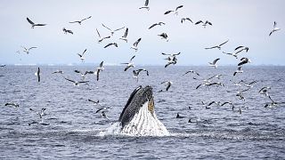 A humpback whale, dolphins and sea birds feed on a school of fish.
