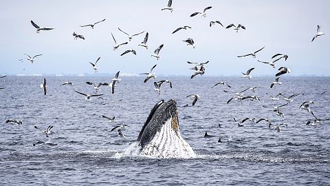 A humpback whale, dolphins and sea birds feed on a school of fish.