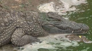 Au Maroc, un parc à crocodiles enseigne le respect de la nature