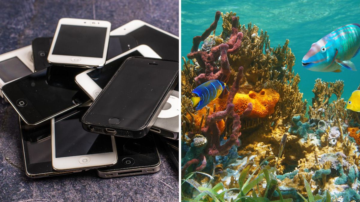 How your old phone could become a ‘tiny data centre’ helping researchers to track marine life