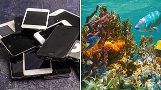 Researchers turn discarded smartphones into ‘tiny data centres’ to track marine life.