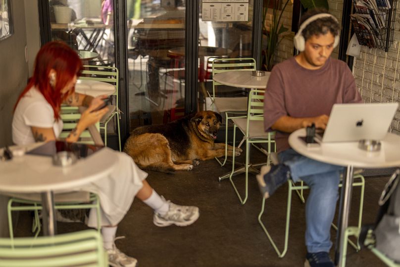 İstanbul'da bir kafede oturan sokak köpeği.