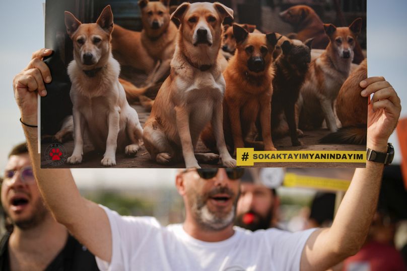 Sokak köpeklerinin yaşatılmasını destekleyen protestolardan bir görüntü.