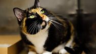 There are currently 127 million cats and 104 million dogs in the EU, with about 44% of households owning a pet.