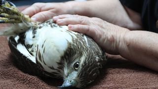 Raptor rehab: Moroccan facility rescues birds of prey and prepares them to return to the wild