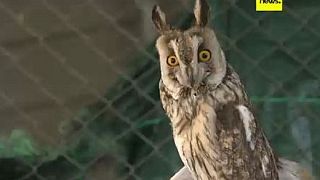 Maroc : un centre de soins pour oiseaux de proie soigne une centaine de rapaces 