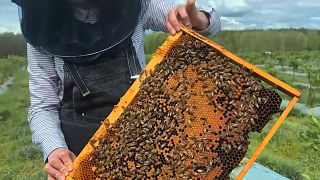 Is honey beekeeping doing more harm than good?