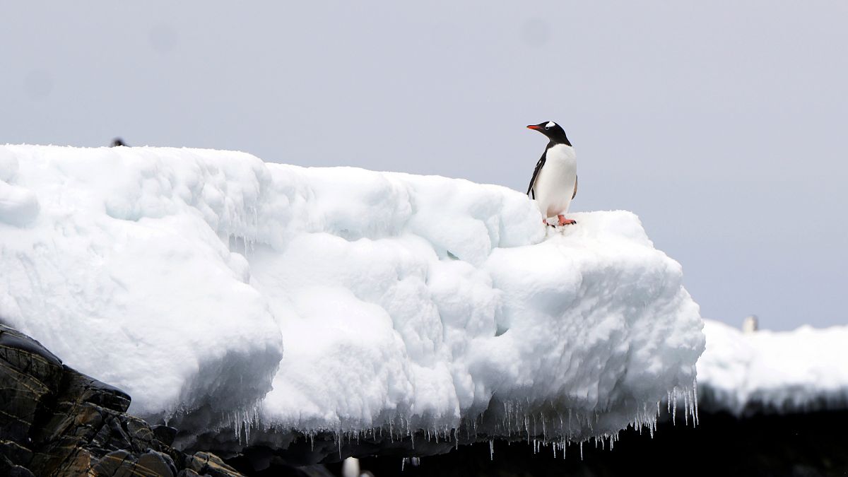 Warming seas threaten Antarctic ecosystems, scientists warn