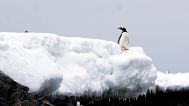 A penguin stands near at Bransfield Strait shore, Antarctica, Nov. 23, 2023. 